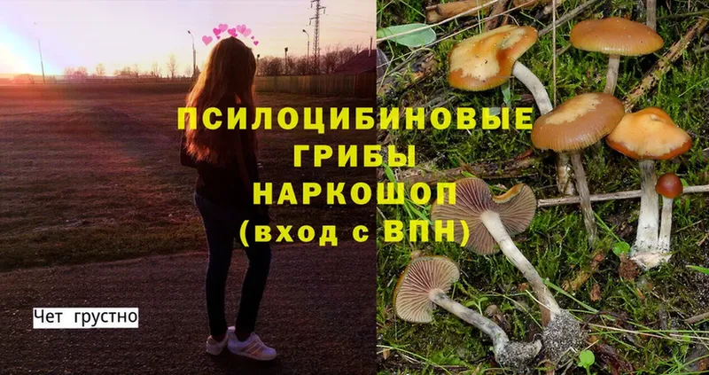 купить наркотик  мега как войти  Галлюциногенные грибы MAGIC MUSHROOMS  Гвардейск 